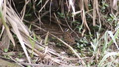 Emberiza chrysophrys