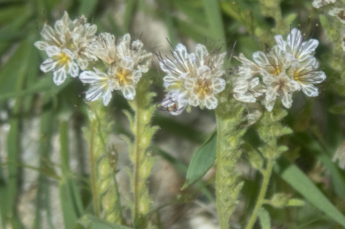 Phacelia mohavensis, 2026-06-20