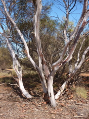 Eucalyptus rosacea