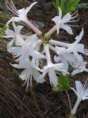 Rhododendron atlanticum