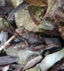 Eleutherodactylus rogersi