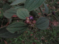 Miconia rubra