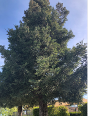 Sequoia sempervirens