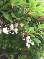 Enkianthus