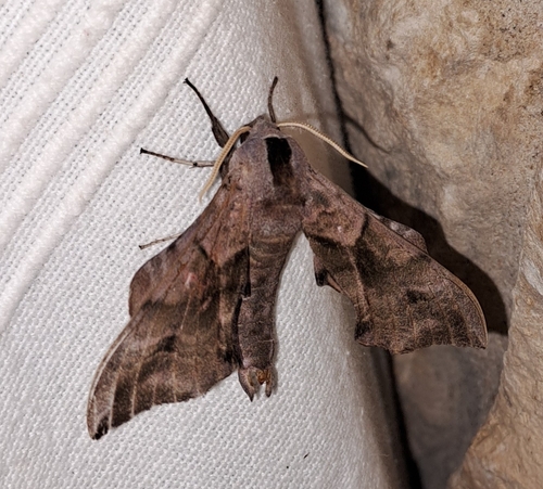 Eyed Hawkmoth