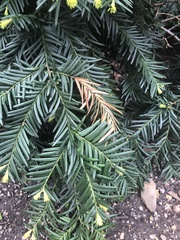 Pestalotiopsis funerea