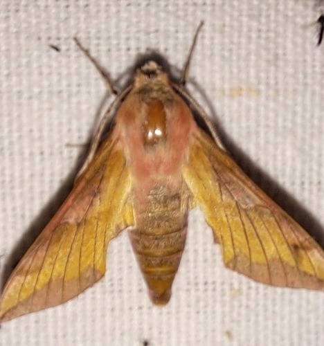 Small Elephant Hawkmoth