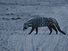 African Civet photo 4