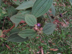 Miconia rubra