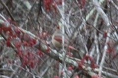 Cardinalis cardinalis cardinalis