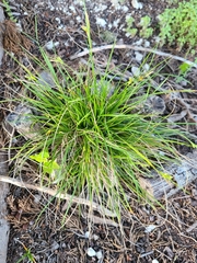 Carex planostachys