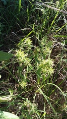 Hedeoma acinoides