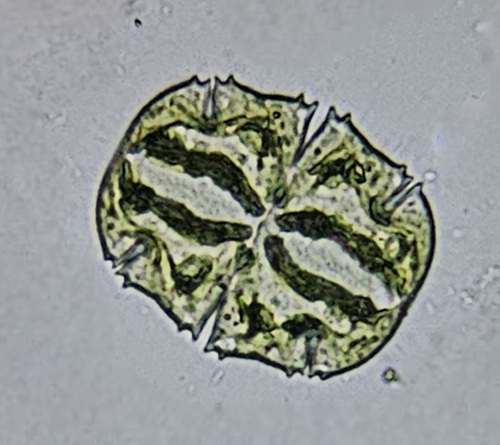 Micrasterias piquata