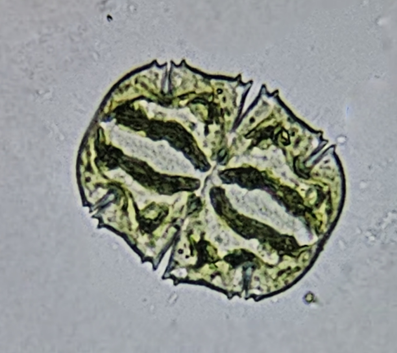 Micrasterias piquata