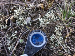 Xanthoparmelia chlorochroa