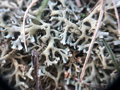 Xanthoparmelia camtschadalis