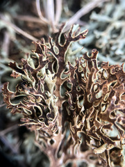 Xanthoparmelia camtschadalis