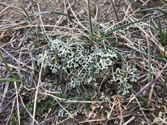 Xanthoparmelia camtschadalis