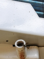 Ropalidia flavobrunnea