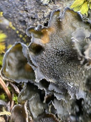 Leptochidium albociliatum