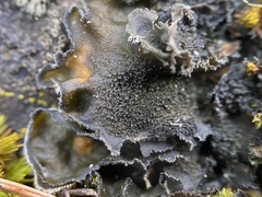 Leptochidium albociliatum