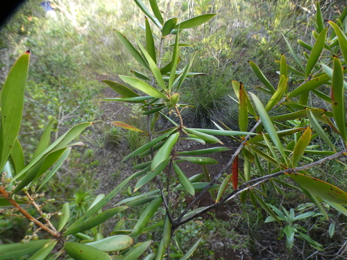 Styphelia pancheri observed 2026-06-20