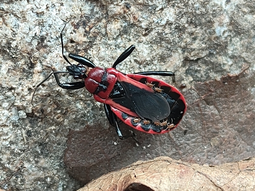 Haematoloecha limbata