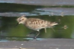 Calidris bairdii
