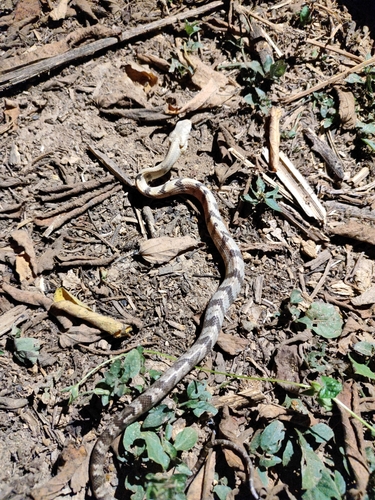 Amazon Puffing Snake