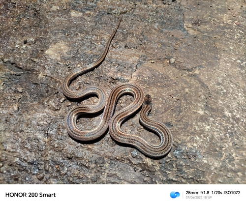 Striped Litter Snake