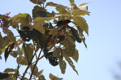 Peucedramus taeniatus