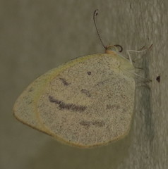 Eurema herla
