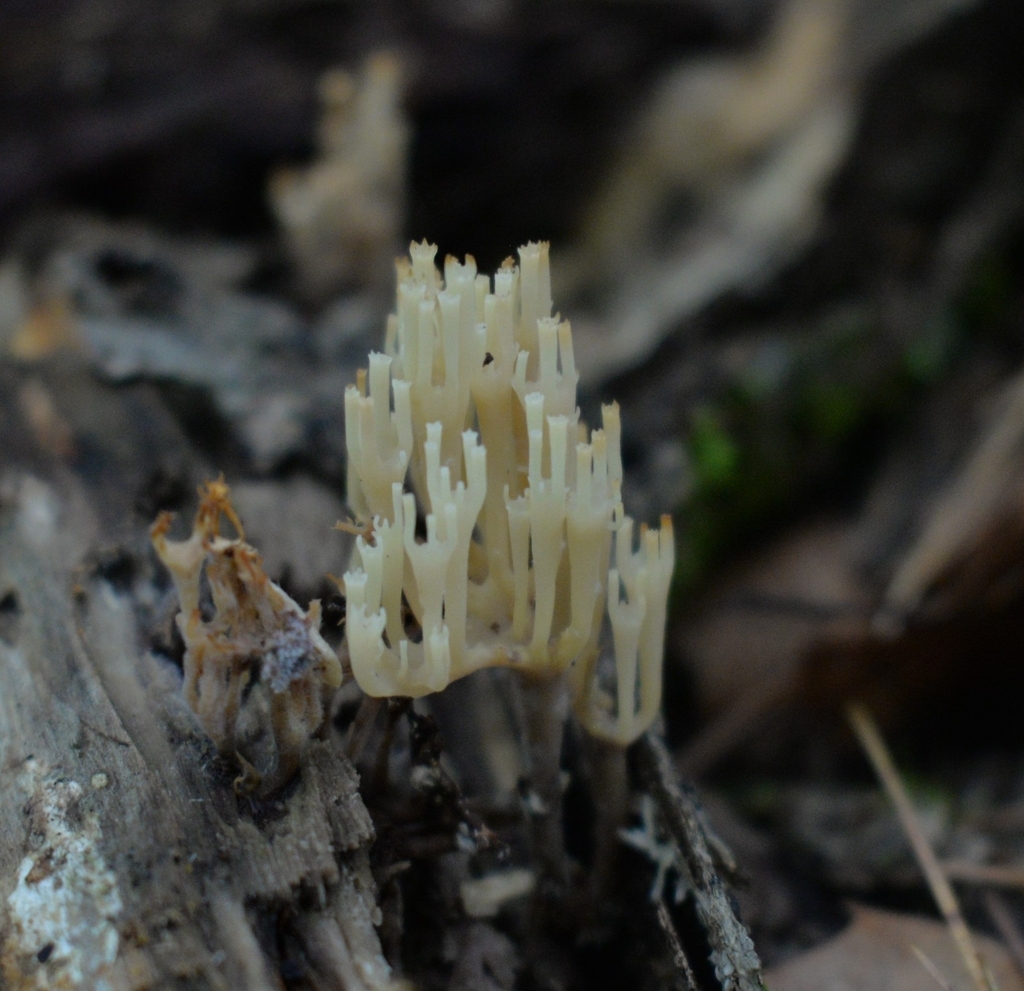 crown-tipped coral fungus · June 2026 · photo: Photo: (c) Ben Gruhot, some rights reserved (CC BY) · iNaturalist