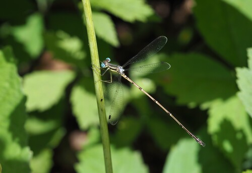 Slender Spreadwing photo 3