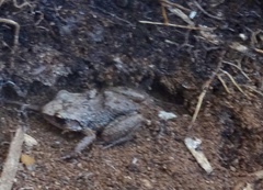 Eleutherodactylus rogersi