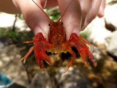 Euastacus australasiensis