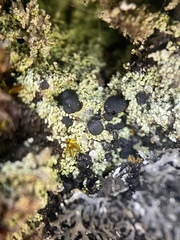 Arthrorhaphis citrinella