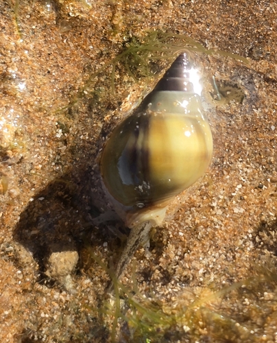 Nassarius dorsatus observed 2026-06-21