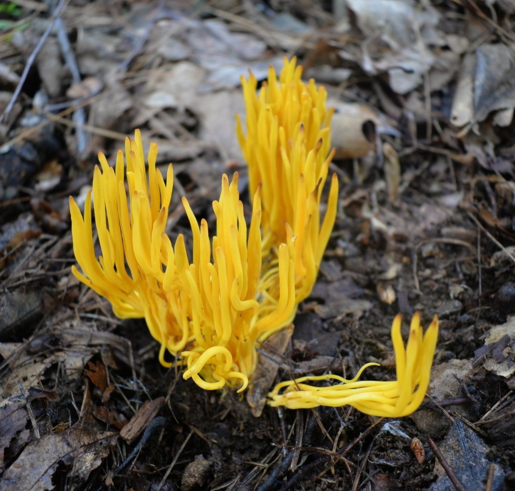 Golden Spindles · June 2026 · photo: Photo: (c) Ben Gruhot, some rights reserved (CC BY) · iNaturalist