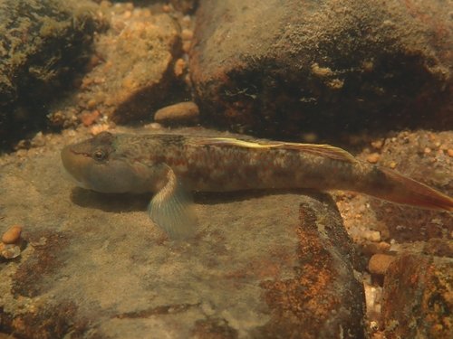 Lizard Goby