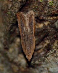 Mesophleps adustipennis