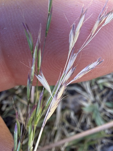 Deschampsia danthonioides, 2026-06-19