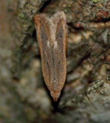 Mesophleps adustipennis