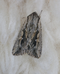 Persectania dyscrita