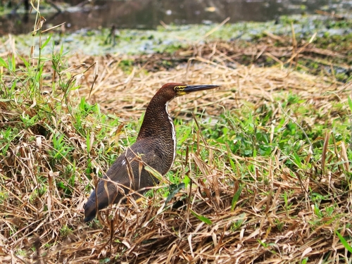 Rufescent Tiger-Heron