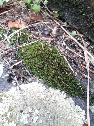 Schistidium apocarpum observed 2026-06-21