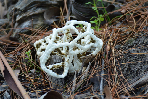 White Basket Fungus