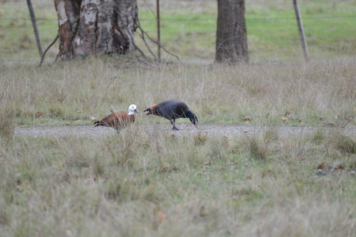 Paradise Shelduck