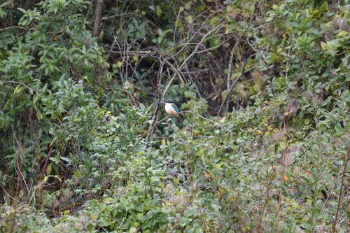 New Zealand Sacred Kingfisher