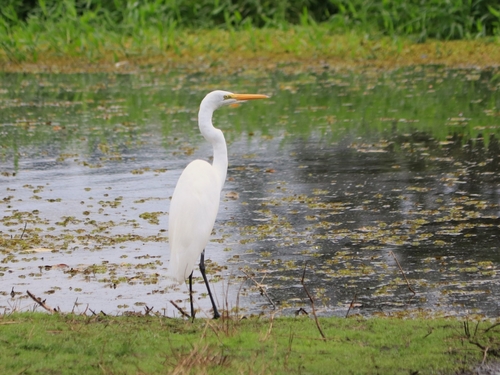 Great Egret